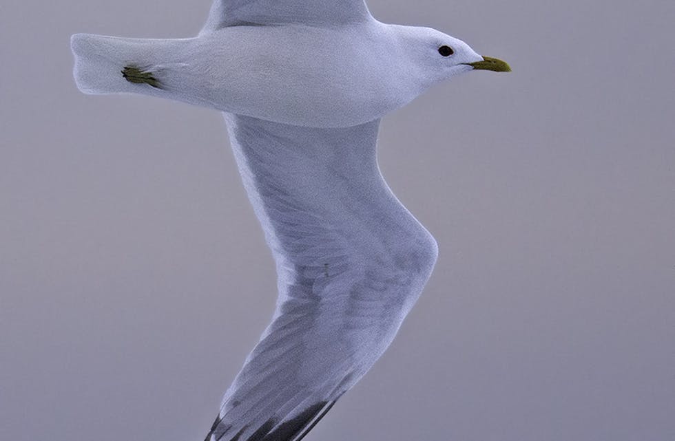 Vis omsyn til fiskemåken og annan sjøfugl, skriv innsendaren. Foto: Jan Erik Røer