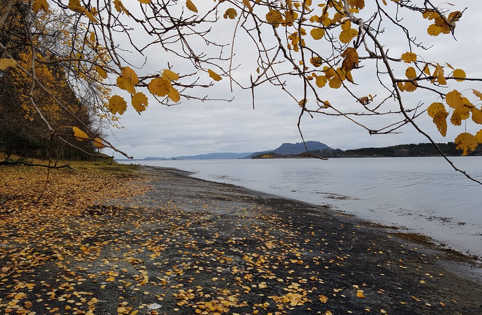 Haustbilde frå Kjellesvik. Foto: Asbjørg Heggø