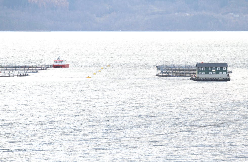 Gjennom ein samarbeidsavtale med Ilsvåg Holding AS, har Osland Stamfisk bygt opp sju merdar og ein 200 tonn fôrflåte ved Skigelstrand i Sandeisfjorden. No er utslaktinga av stamfiski gang etter at Ilsvåg Holding sa opp ein samarbeidsavtale. Den første fisken kom inn i august i fjor. Foto: Jon Edvardsen