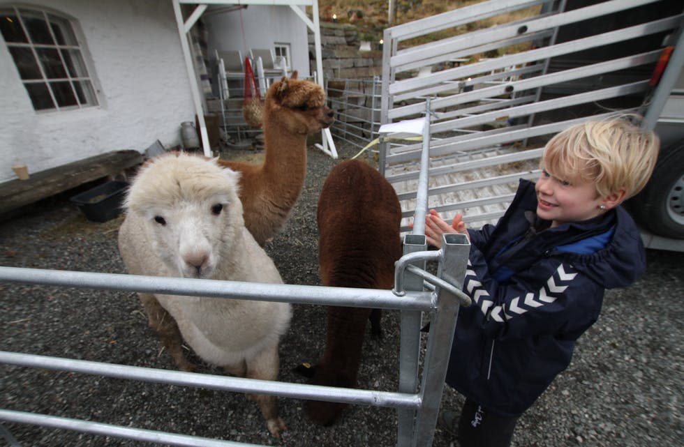 Aron Tveit-Arianson hygga seg i lag med alpakka-trekløveret frå Tysvær som var på besøk i Vats førre laurdag. Foto: Øystein Birkenes