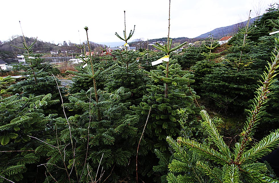 Norske juletre slår godt an og dei lokale produsentane sel ut alt dei leverer.
Arkivfoto