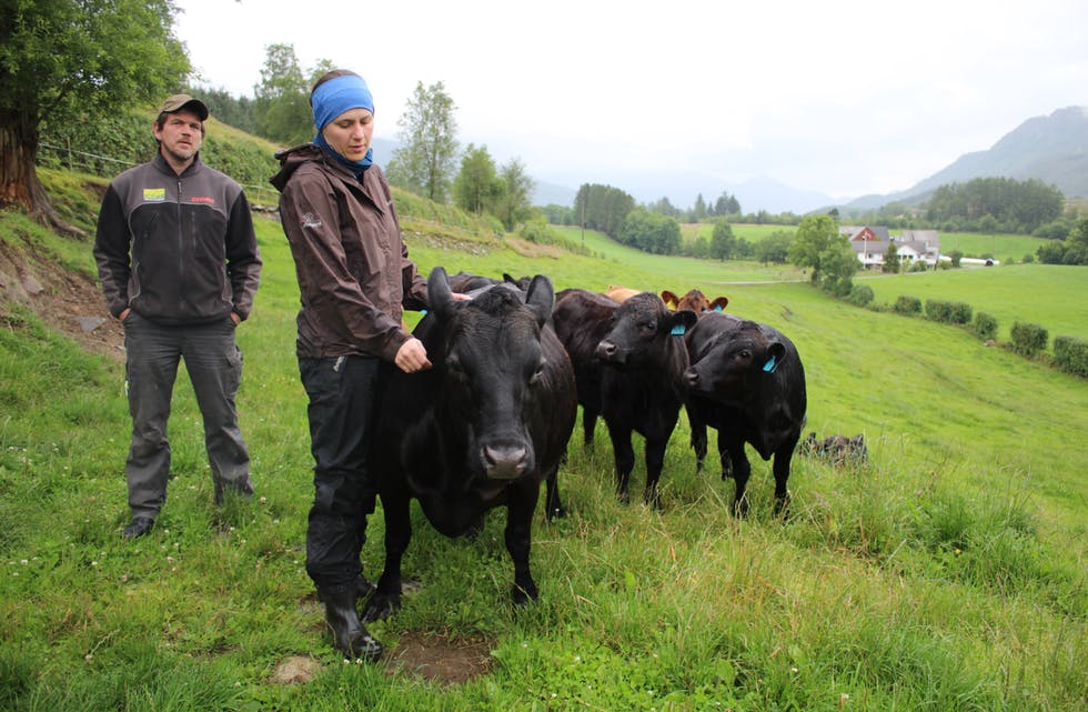 Dexter av Velde er saman med seks andre lokale produsentar med på Gladmat si lokalmatliste. Dyra er grasfôra på beita til Harald Velde og Camilla Torland Velde i Øvre Vats. Foto: Øystein Silde Frønsdal