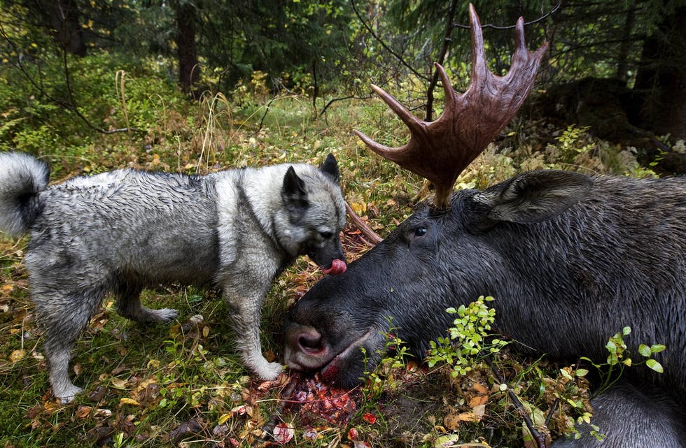 Norsk elghund grå (biletet) er den einaste av dei sju norske hunderasane som ikkje er utryddingstrua. Foto: Gorm Kallestad / NTB / NPK
