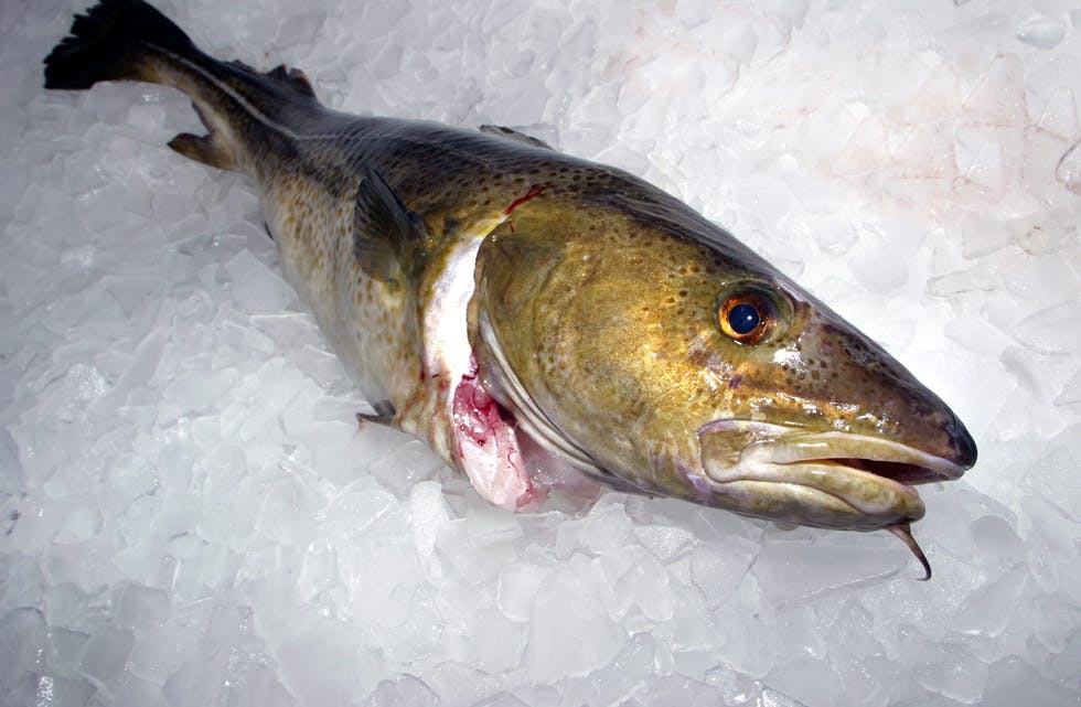 Gravide som et fisk får meir sosial baren, viser ny forsking.
Illustrasjonsfoto: NTB