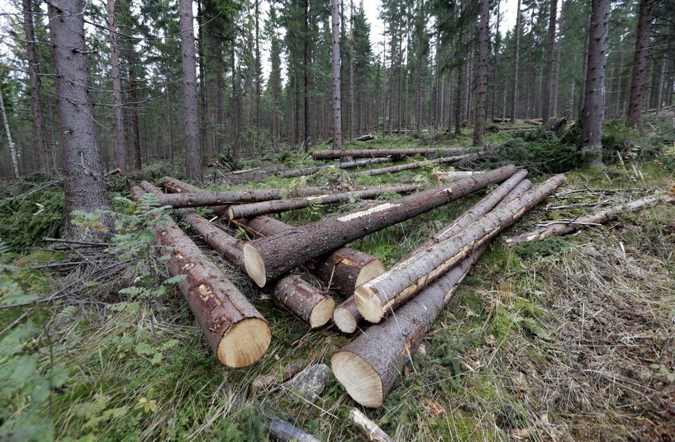 Tømmer frå Vestlandet og Telemark skal bli til kraftfôr i ny fabrikk.
Illustrasjonsfoto: Vidar Ruud / NTB / NPK