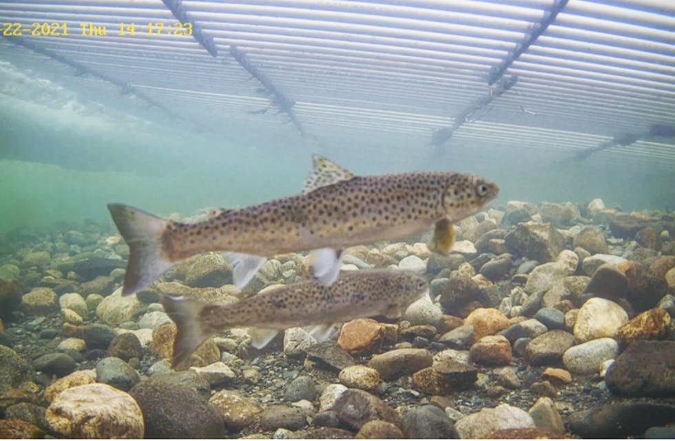 Stadig meir sjøaure har gått innom fiskefella i Etne dei siste åra. Som desse to på veg inn torsdag.
Foto: Skjermdump frå direktevideoen